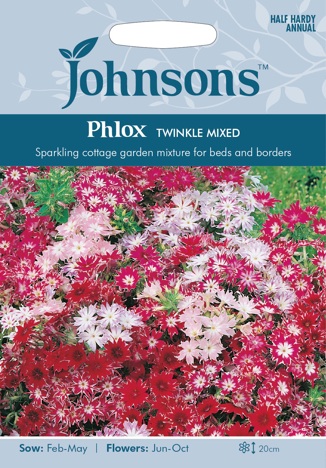 PHLOX Twinkle Mixed