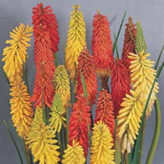 RED HOT POKER Flamenco