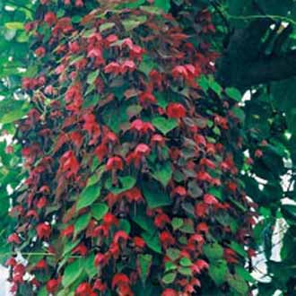 RHODOCHITON Purple Bell Vine