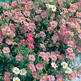 ROCK ROSE Mixed Helianthemum