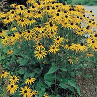 RUDBECKIA Goldsturm