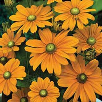 RUDBECKIA Irish Spring