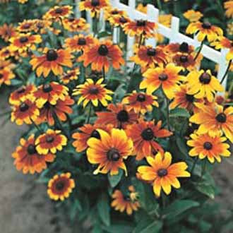 RUDBECKIA Rustic Dwarf