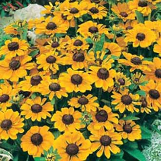 RUDBECKIA Toto Gold