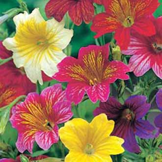 SALPIGLOSSIS Bolero Mixed