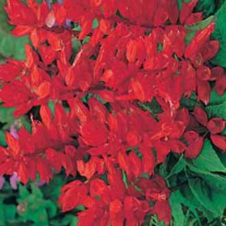 SALVIA Blaze of Fire