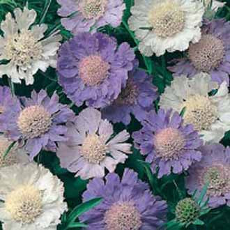 SCABIOUS Border Mixed