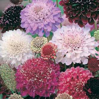 SCABIOUS Tall Double Mixed