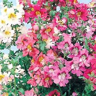 SCHIZANTHUS Large Flowered Mixed