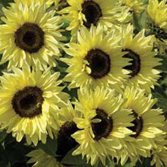 SUNFLOWER Garden Statement