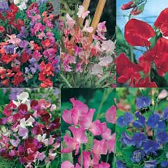 SWEET PEA COLLECTION