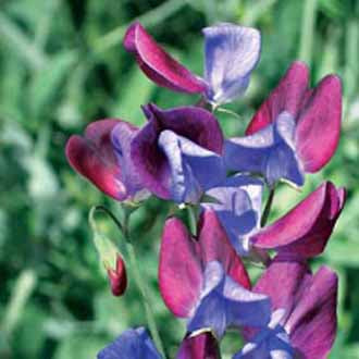 SWEET PEA Cupani