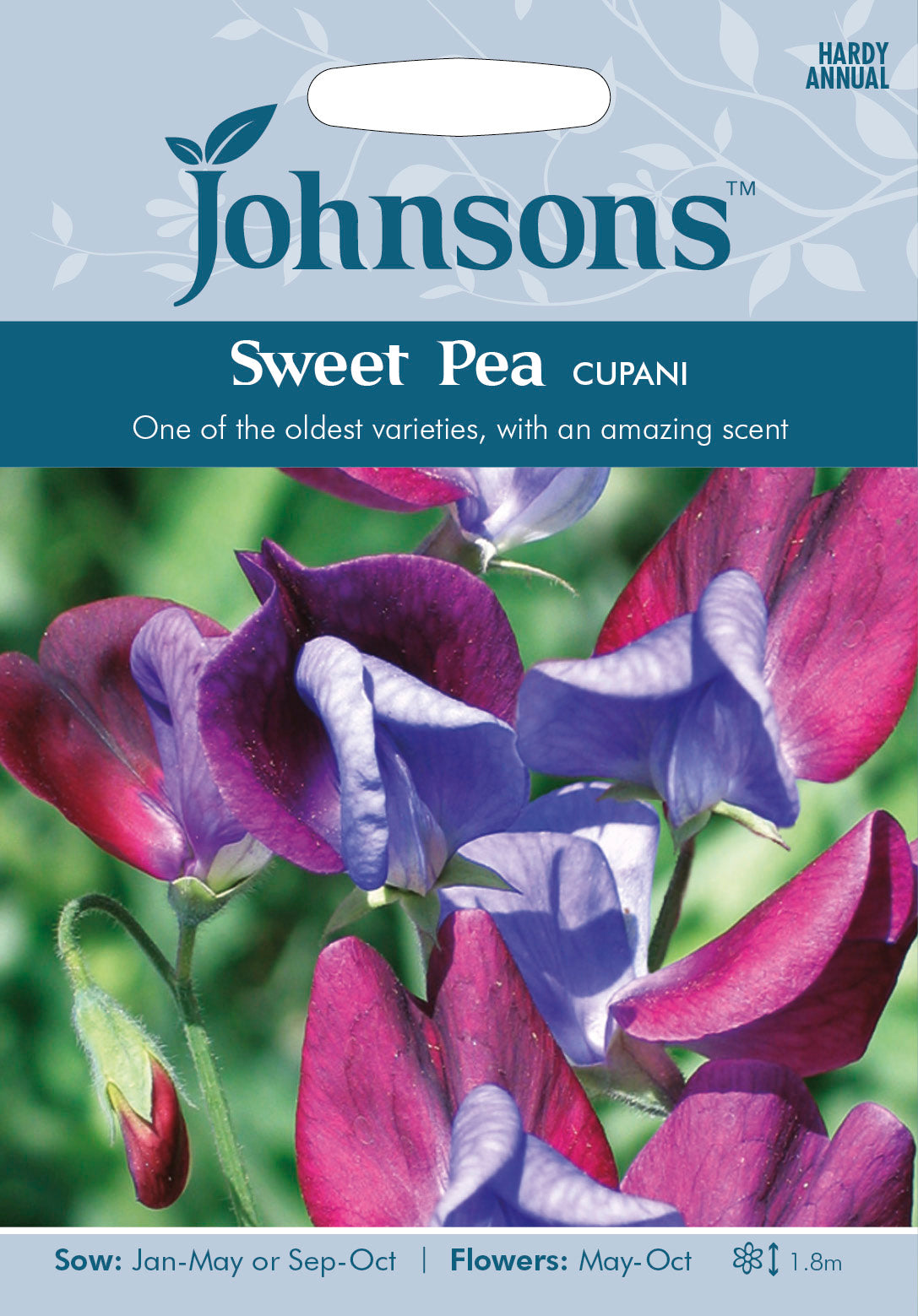 SWEET PEA Cupani