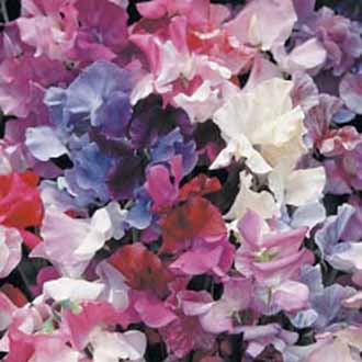 SWEET PEA Horizon Mixed