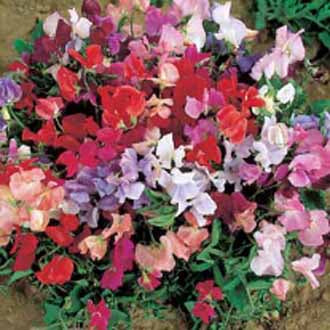 SWEET PEA Dwarf Explorer Mixed