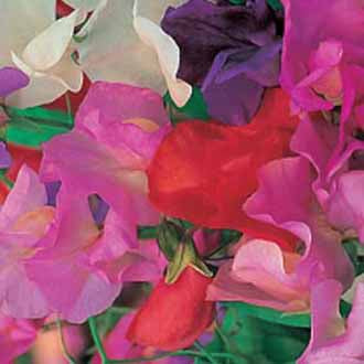 SWEET PEA Giant Waved Mixed