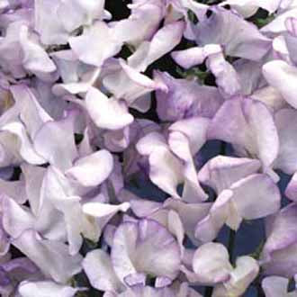 SWEET PEA Lilac Ripple