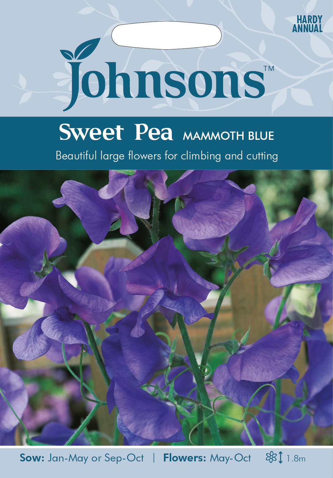 SWEET PEA Mammoth Blue