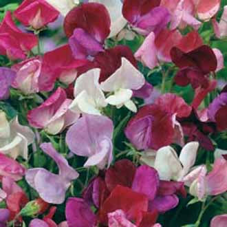 SWEET PEA Old Fashioned Mixed