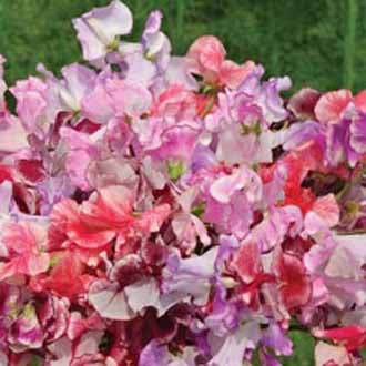 SWEET PEA Ripple Mixed