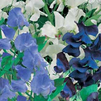 SWEET PEA Skylark Mixed