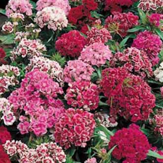 SWEET WILLIAM Pinocchio Mixed