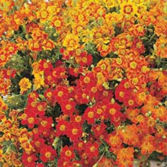 TAGETES Starfire Mixed