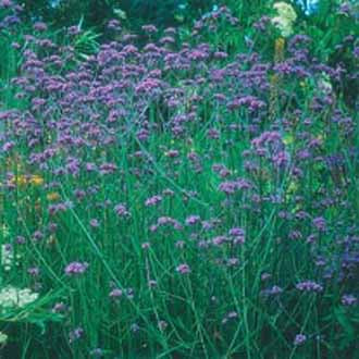 VERBENA bonariensis