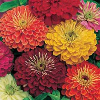 ZINNIA Giant Double Mixed