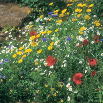 Wildflower Cornfield Mixture