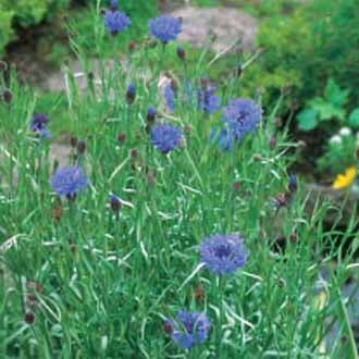 Wildflower Cornflower