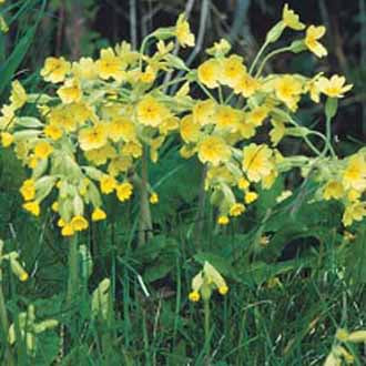 Wildflower Cowslip