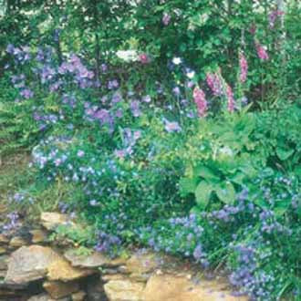 Wildflower Woodland Mixture