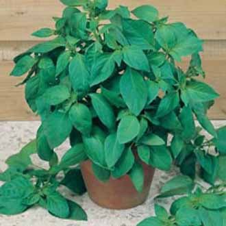 BASIL Lemon