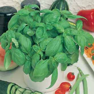 Organic BASIL Sweet