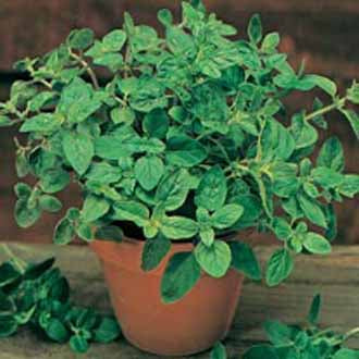 OREGANO Greek