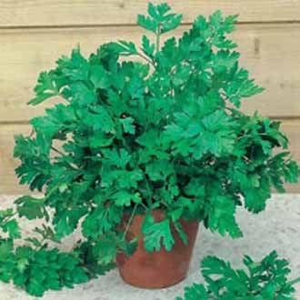 PARSLEY Plain Leaved 2