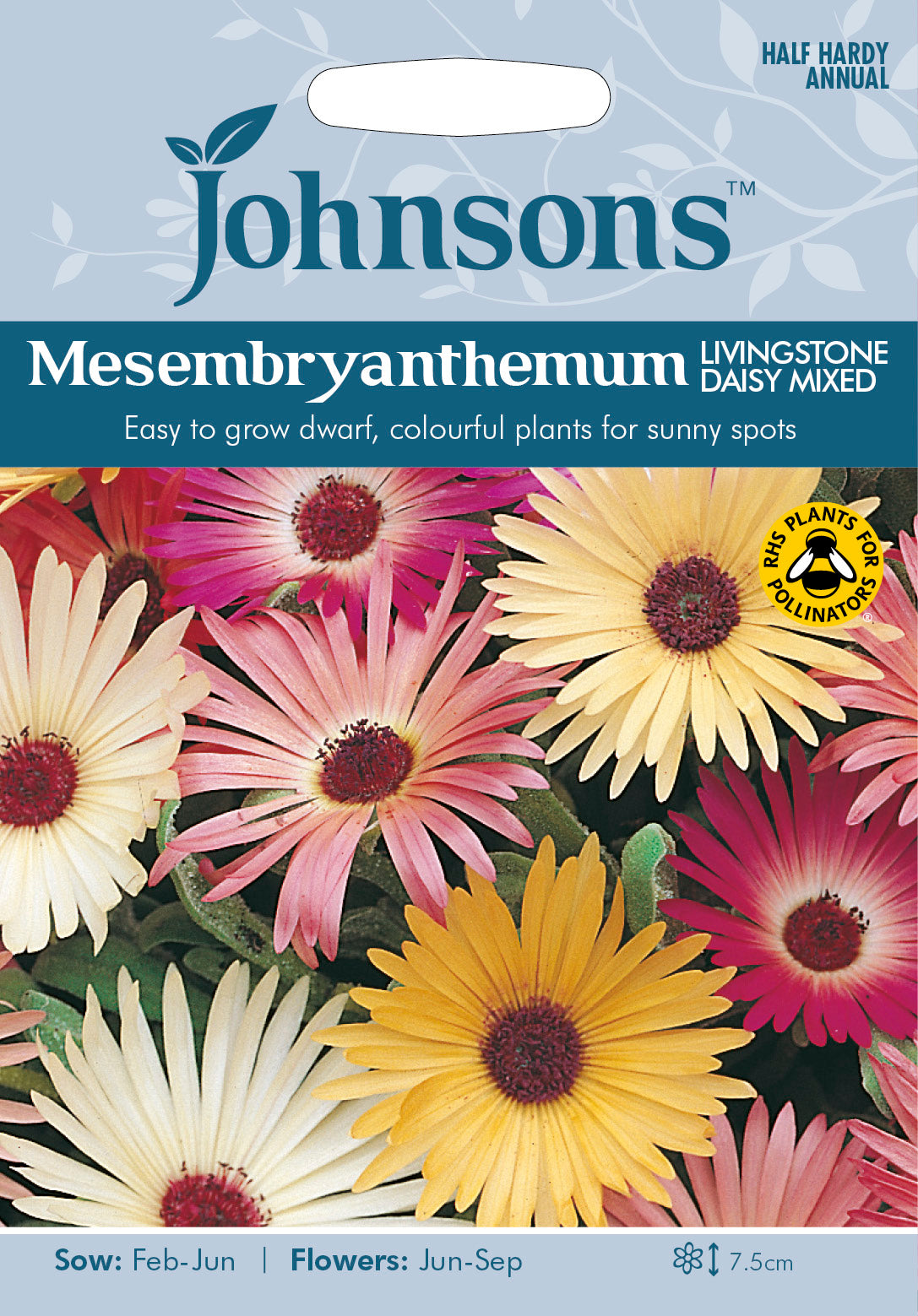 MESEMBRYANTHEMUM Livingstone Daisy Mixed