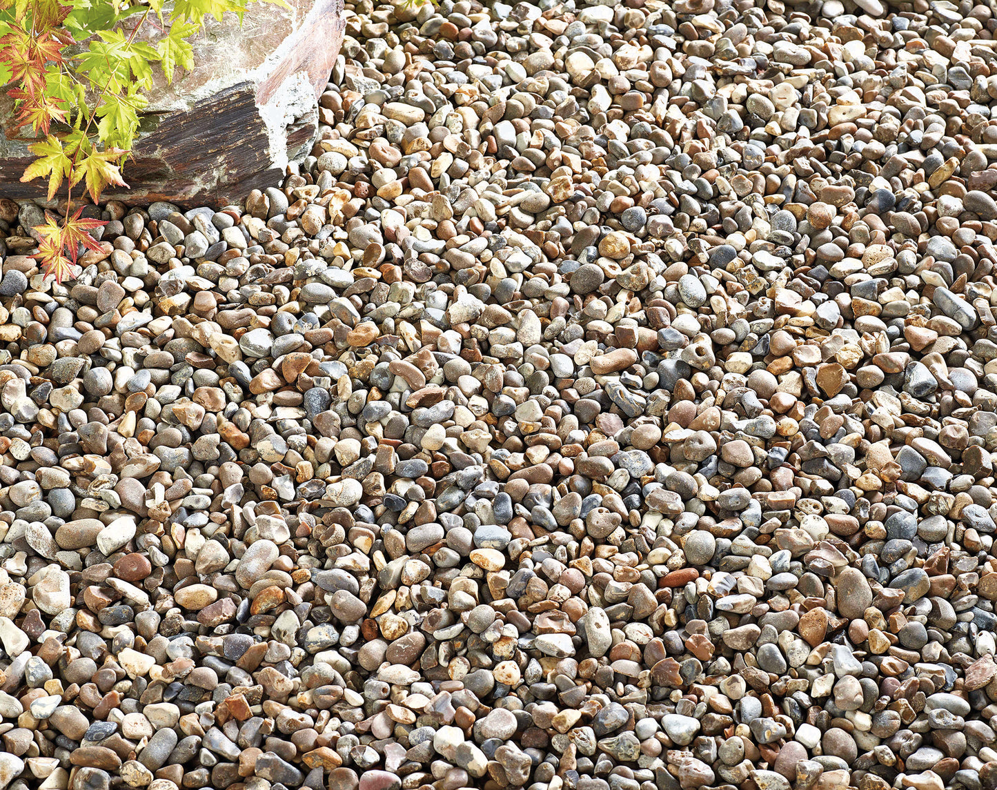 Oyster Pearl Pebbles Large Pack – Azure Garden Centre