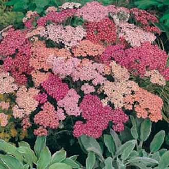 ACHILLEA Summer Berries