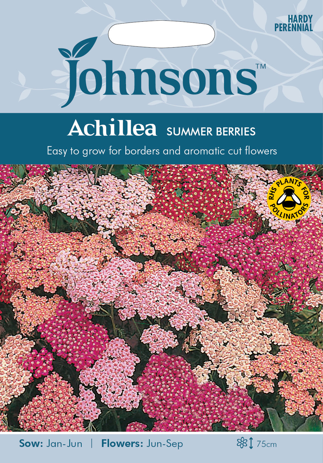 ACHILLEA Summer Berries