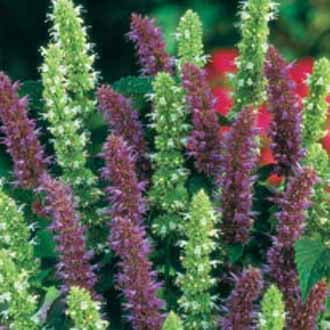 AGASTACHE Blue & White Mixed