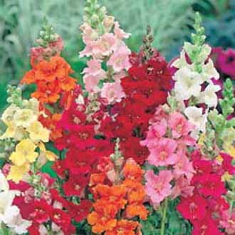 ANTIRRHINUM Sachmo