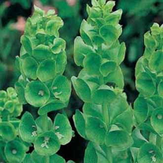 BELLS OF IRELAND Moluccella