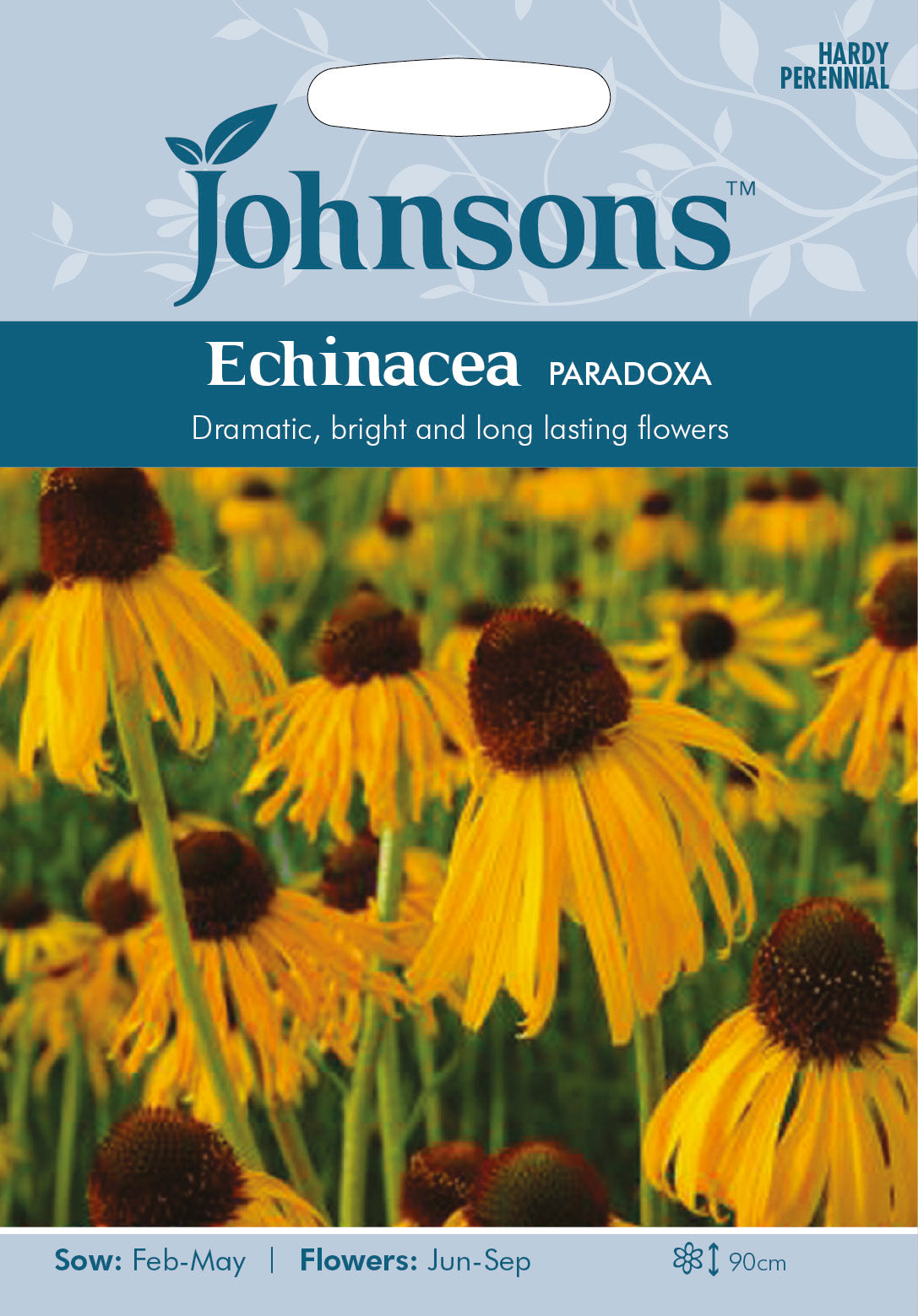 ECHINACEA paradoxa