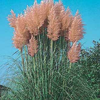 GRASS Pampas Pink