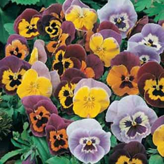 PANSY Joker Mixed F2