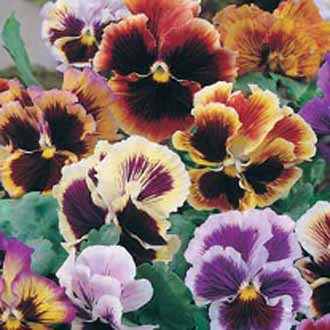 PANSY Rococo Mixed