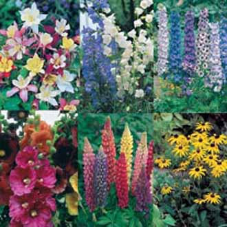 PERENNIAL BORDER COLLECTION