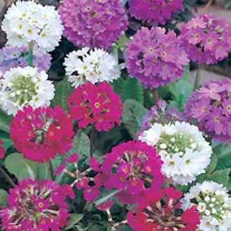 PRIMULA Drumstick Mixed